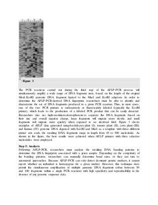 Figure 3
The PCR reactions carried out during the third step of the AFLP-PCR process will
simultaneously amplify a wide range of DNA fragment sizes, based on the length of the original
MseI-EcoRI genomic DNA fragment ligated to the MseI and EcoRI adaptors. In order to
determine the AFLP-PCR-derived DNA fingerprint, researchers must be able to identify and
characterize the set of DNA fragments produced in a given PCR reaction. Thus, in most cases,
one of the two PCR primers is radioactively or fluorescently labeled (typically the EcoRI
primer), which leads to the production of a labeled PCR product that can be easily detected.
Researchers also use high-resolution electrophoresis to separate the DNA fragments based on
their size and overall negative charge, large fragments will migrate more slowly, and small
fragments will migrate more quickly when exposed to an electrical field. Figure 3 shows
examples of AFLP data generated usingArabidopsis plant (I), tomato plant (II), corn plant (III),
and human (IV) genomic DNA digested with EcoRI and MseI as a template with three different
primer sets each; the resulting DNA fragments range in length from 45 to 500 nucleotides. As
shown in the figure, the best results were achieved when AFLP primers with three selective
nucleotides were employed.
Step 5: Analysis
Following AFLP-PCR, researchers must analyze the resulting DNA banding patterns to
determine the DNA fingerprint associated with a given sample. Depending on the complexity of
the banding patterns, researchers can manually determine band sizes, or they can turn to
automated approaches. Because AFLP-PCR can only detect dominant genetic markers, it cannot
report whether an individual is homozygous for a given marker. However, this technique does
permit the simultaneous amplification of multiple genomic DNA fragments (often between 50
and 100 fragments within a single PCR reaction) with high specificity and reproducibility in the
absence of any genome sequence data.
 