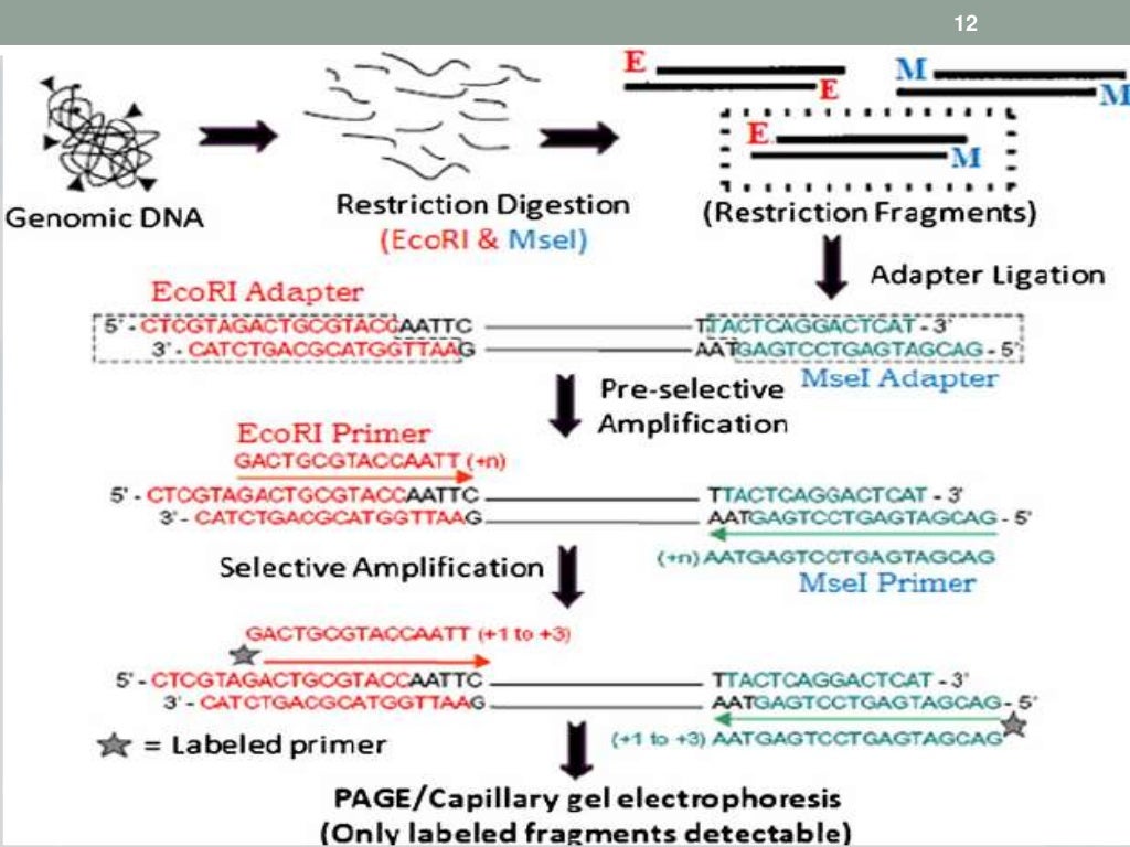Aflp (amplified fragment length polymorphism), alu
