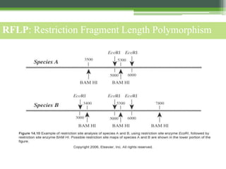 RFLP: Restriction Fragment Length Polymorphism
 