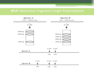 RFLP: Restriction Fragment Length Polymorphism
 