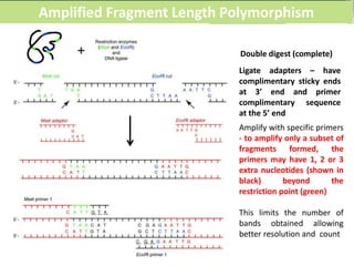 Amplified Fragment Length Polymorphism
Double digest (complete)
Ligate adapters – have
complimentary sticky ends
at 3’ end and primer
complimentary sequence
at the 5’ end
Amplify with specific primers
- to amplify only a subset of
fragments formed, the
primers may have 1, 2 or 3
extra nucleotides (shown in
black) beyond the
restriction point (green)
This limits the number of
bands obtained allowing
better resolution and count
 