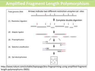 Arrows indicate two different restriction enzyme cut sites
Complete double digestion
http://www.nature.com/scitable/topicpage/dna-fingerprinting-using-amplified-fragment-
length-polymorphisms-39051
Amplified Fragment Length Polymorphism
 