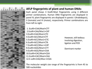 AFLP fingerprints of plant and human DNAs
Each panel shows 3 EcoRI-MseI fingerprints using 3 different
primer combinations. Human DNA fingerprints are displayed in
panel IV, plant fingerprints are displayed in panels I (Arabidopsis),
II (tomato) and III (maize), respectively. Primer combinations are
from left to right:
1. EcoRI+CAA/Msel+CTT
2.EcoRI+CAA/Mse1+CAT
3.EcoRI+CAA/MseI+CTC
4.EcoRl+ACC/Msel+CTT
5.EcoRl+ACC/Mse1+CTC
6.EcoRI+ACC/MseI+CTA
7.EcoRI+ACC/Mse-I+CAT
8.EcoRI+AGG/MseI+CTT
9.EcoRI+AGG/MseI+CAA
10.EcoRI+CAC/Msel+CGA
11.EcoRI+CAC/MseI+CAA
12.E-coRI+CAG/Mse-I+CGA
The molecular weight size range of the fingerprints is from 45 to
500 nucleotides
However, still tedious
involving digestion,
ligation and PCR
Dominant marker
 