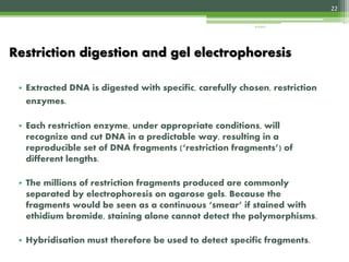 • Extracted DNA is digested with specific, carefully chosen, restriction
enzymes.
• Each restriction enzyme, under appropriate conditions, will
recognize and cut DNA in a predictable way, resulting in a
reproducible set of DNA fragments (‘restriction fragments’) of
different lengths.
• The millions of restriction fragments produced are commonly
separated by electrophoresis on agarose gels. Because the
fragments would be seen as a continuous ‘smear’ if stained with
ethidium bromide, staining alone cannot detect the polymorphisms.
• Hybridisation must therefore be used to detect specific fragments.
Restriction digestion and gel electrophoresis
22
4/3/2017
 