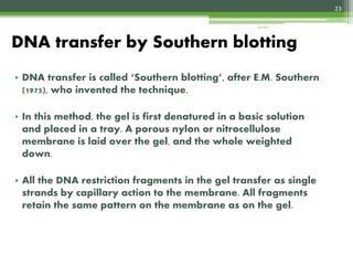 • DNA transfer is called ‘Southern blotting’, after E.M. Southern
(1975), who invented the technique.
• In this method, the gel is first denatured in a basic solution
and placed in a tray. A porous nylon or nitrocellulose
membrane is laid over the gel, and the whole weighted
down.
• All the DNA restriction fragments in the gel transfer as single
strands by capillary action to the membrane. All fragments
retain the same pattern on the membrane as on the gel.
DNA transfer by Southern blotting
23
4/3/2017
 