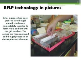 RFLP technology in pictures
After agarose has been
poured into the gel
mould, combs are
immediately inserted to
form wells and left until
the gel hardens. The
combs are then removed
and the gel placed in an
electrophoresis chamber.
25
4/3/2017
 