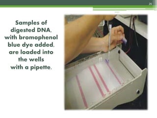 Samples of
digested DNA,
with bromophenol
blue dye added,
are loaded into
the wells
with a pipette.
26
4/3/2017
 