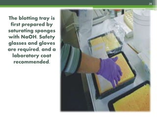 The blotting tray is
first prepared by
saturating sponges
with NaOH. Safety
glasses and gloves
are required, and a
laboratory coat
recommended.
28
4/3/2017
 