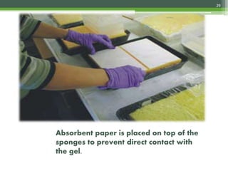 Absorbent paper is placed on top of the
sponges to prevent direct contact with
the gel.
29
4/3/2017
 