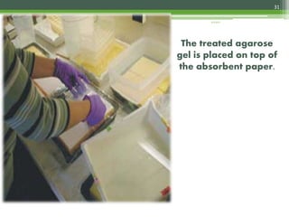 The treated agarose
gel is placed on top of
the absorbent paper.
31
4/3/2017
 