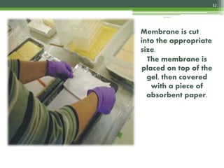 Membrane is cut
into the appropriate
size.
The membrane is
placed on top of the
gel, then covered
with a piece of
absorbent paper.
32
4/3/2017
 