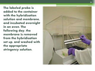 The labeled probe is
added to the container
with the hybridisation
solution and membrane,
and incubated overnight
in an oven. The
following day, the
membrane is removed
from the hybridisation
set up, and washed with
the appropriate
stringency solution.
35
4/3/2017
 