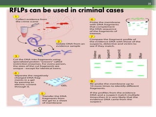 RFLPs can be used in criminal cases
39
4/3/2017
 