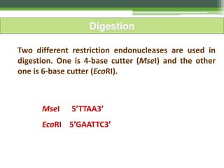 Two different restriction endonucleases are used in
digestion. One is 4-base cutter (MseI) and the other
one is 6-base cutter (EcoRI).
Digestion
MseI 5’TTAA3’
EcoRI 5’GAATTC3’
 