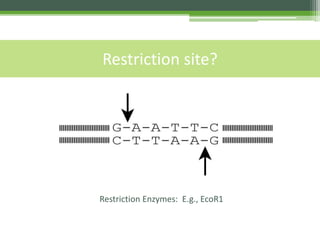 Restriction site?
Restriction Enzymes: E.g., EcoR1
 