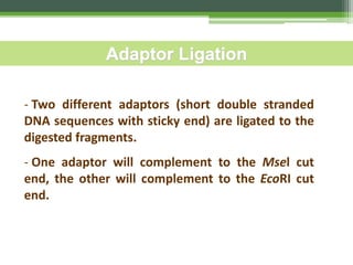 - Two different adaptors (short double stranded
DNA sequences with sticky end) are ligated to the
digested fragments.
- One adaptor will complement to the Msel cut
end, the other will complement to the EcoRI cut
end.
Adaptor Ligation
 
