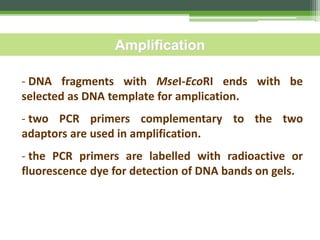 - DNA fragments with MseI-EcoRI ends with be
selected as DNA template for amplication.
- two PCR primers complementary to the two
adaptors are used in amplification.
- the PCR primers are labelled with radioactive or
fluorescence dye for detection of DNA bands on gels.
Amplification
 