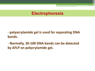 - polyacrylamide gel is used for separating DNA
bands.
- Normally, 30-100 DNA bands can be detected
by AFLP on polycrylamide gel.
Electrophoresis
 
