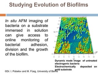 Studying Evolution of Biofilms
In situ AFM imaging of
bacteria on a substrate
immersed in solution
can give access to
online monitoring of
bacterial adhesion,
division and the growth
of the biofilm.
Dynamic mode image of untreated
electrogenic bacteria
Electrochemically deposited on
gold substrate
©Dr. I. Pobelov and M. Füeg, University of Berne
 