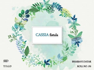 CASSIA fistula
SID
T.Y.G.D
BHAIRAVI DATAR
ROLL NO. 06
 