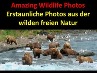 Amazing Wildlife Photos
Erstaunliche Photos aus der
wilden freien Natur
 
