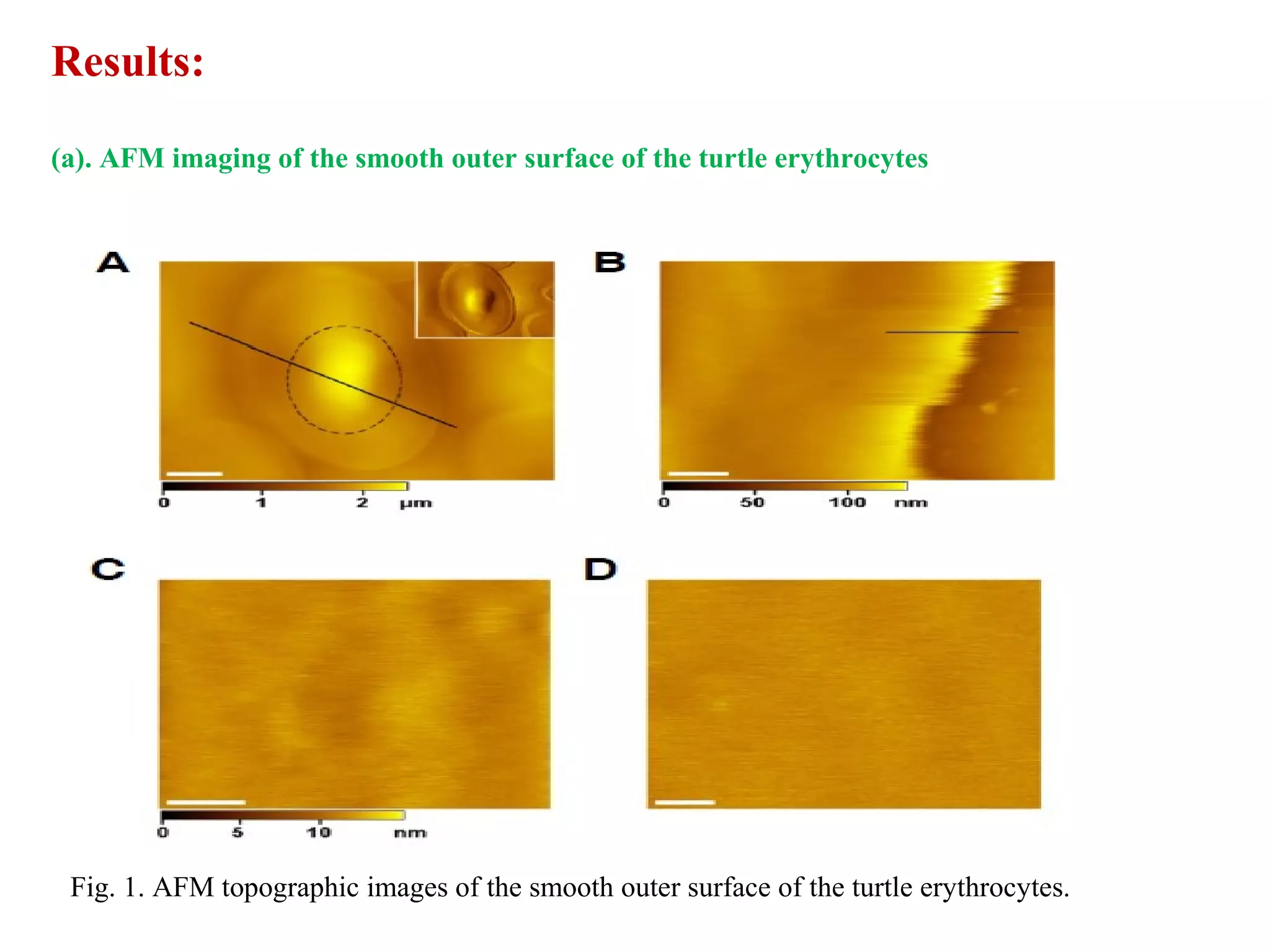 Results: 
(a). AFM imaging of the smooth outer surface of the turtle erythrocytes 
Fig. 1. AFM topographic images of the smooth outer surface of the turtle erythrocytes. 
 