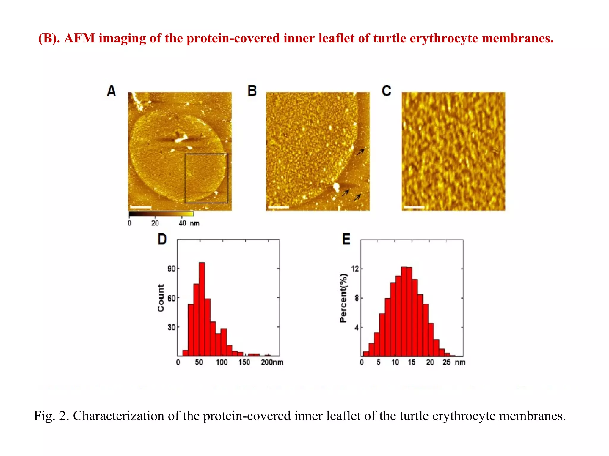 (B). AFM imaging of the protein-covered inner leaflet of turtle erythrocyte membranes. 
Fig. 2. Characterization of the protein-covered inner leaflet of the turtle erythrocyte membranes. 
 