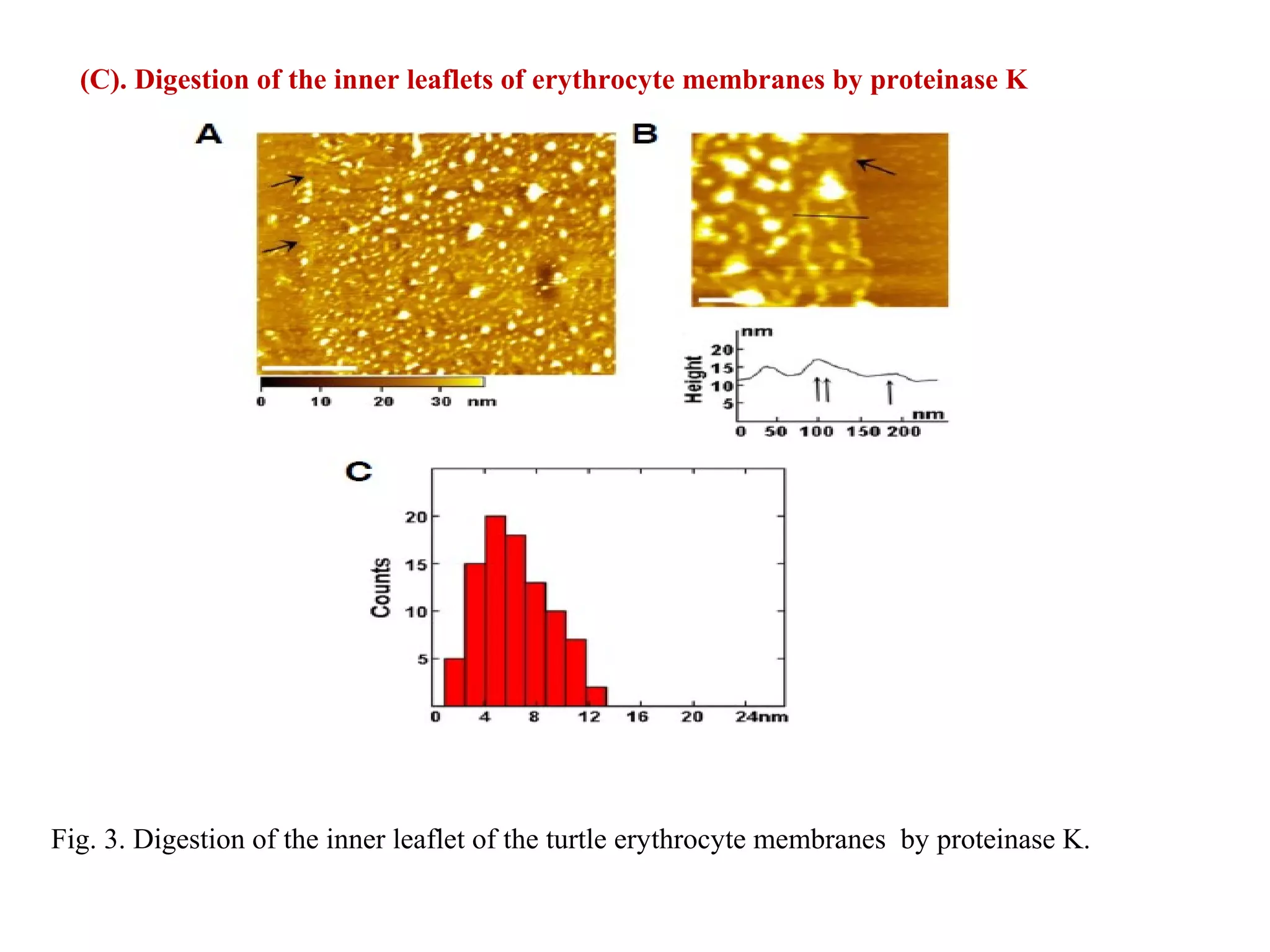 (C). Digestion of the inner leaflets of erythrocyte membranes by proteinase K 
Fig. 3. Digestion of the inner leaflet of the turtle erythrocyte membranes by proteinase K. 
 