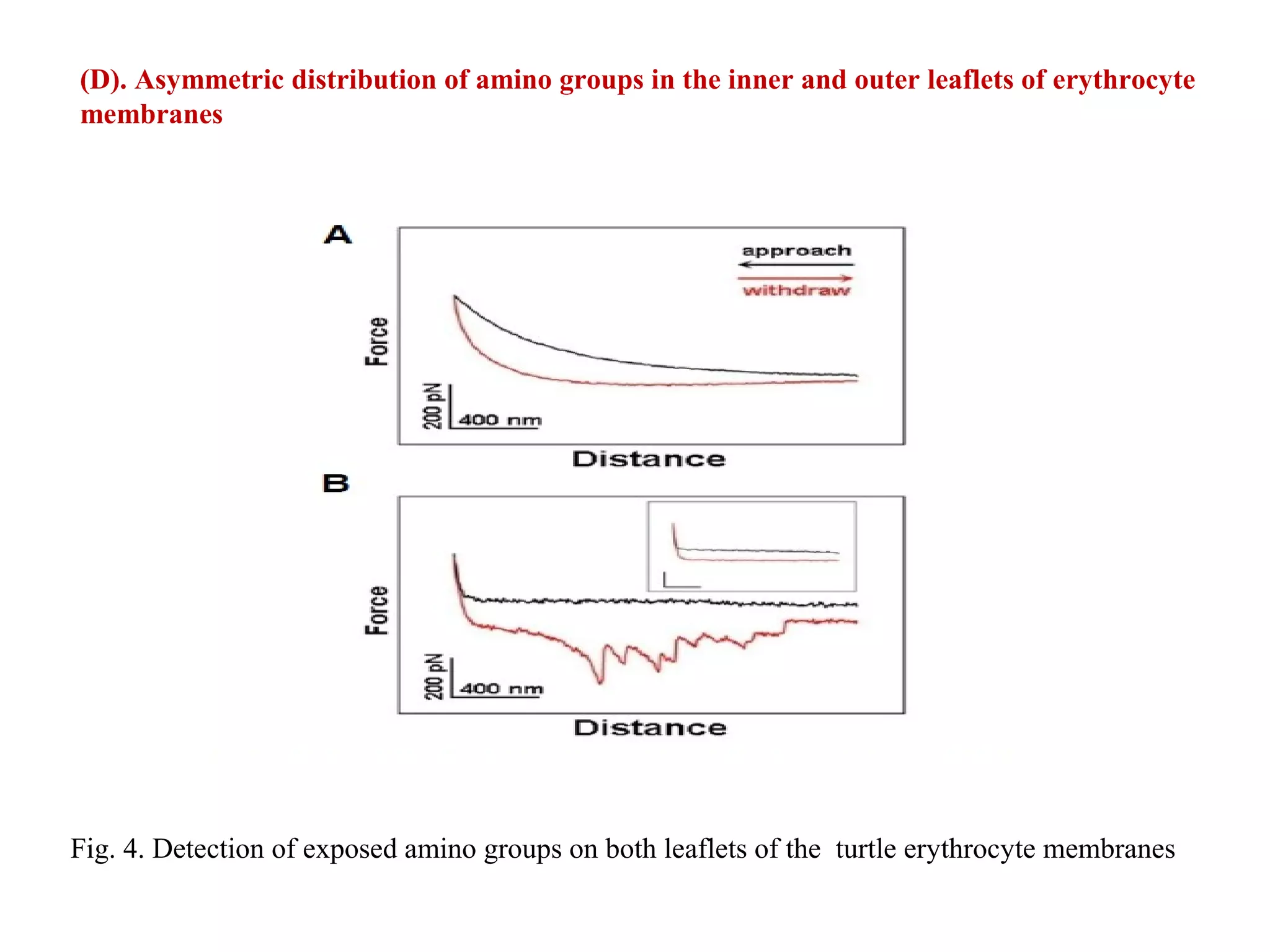 (D). Asymmetric distribution of amino groups in the inner and outer leaflets of erythrocyte 
membranes 
Fig. 4. Detection of exposed amino groups on both leaflets of the turtle erythrocyte membranes 
 