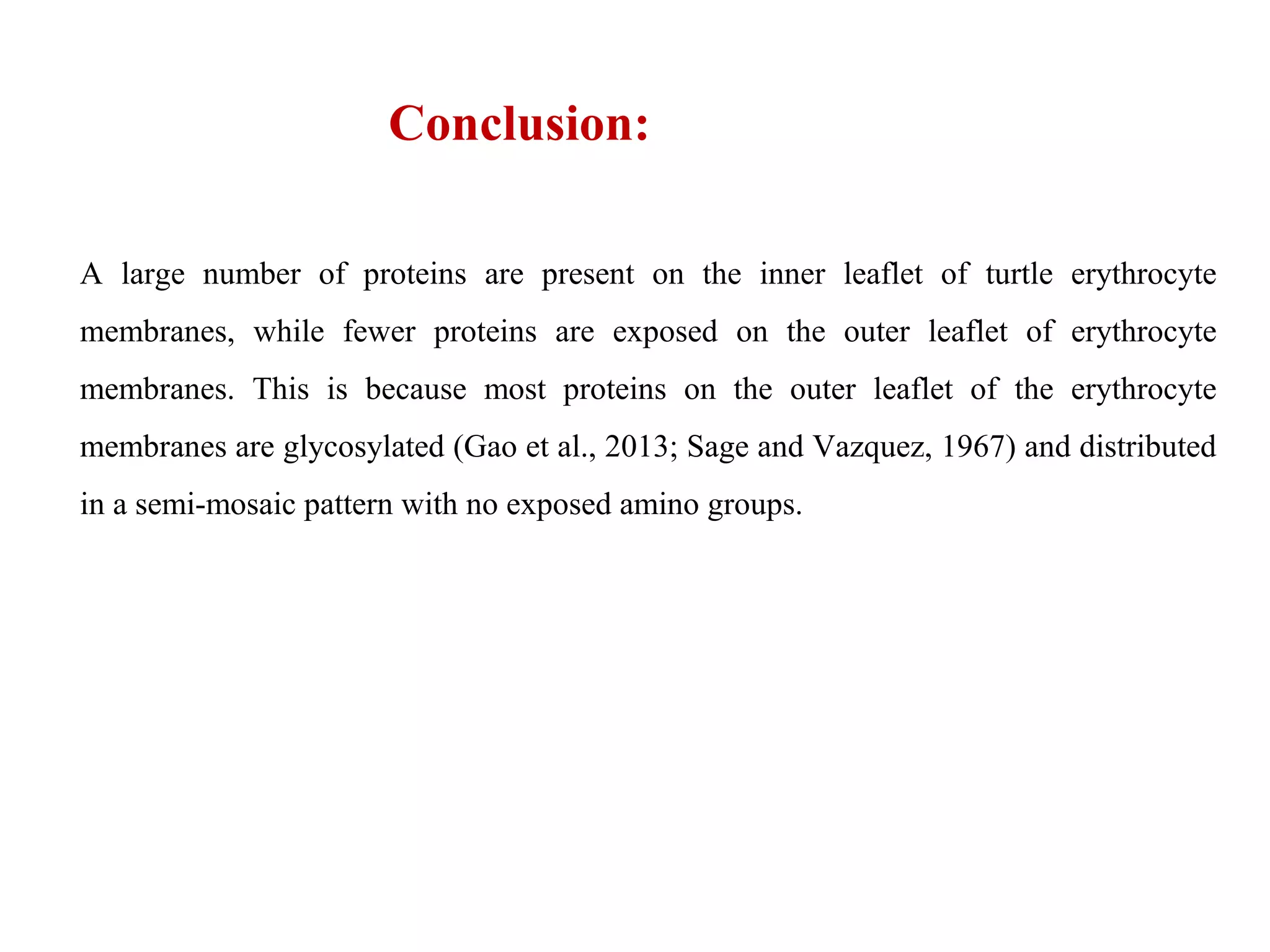 Conclusion: 
A large number of proteins are present on the inner leaflet of turtle erythrocyte 
membranes, while fewer proteins are exposed on the outer leaflet of erythrocyte 
membranes. This is because most proteins on the outer leaflet of the erythrocyte 
membranes are glycosylated (Gao et al., 2013; Sage and Vazquez, 1967) and distributed 
in a semi-mosaic pattern with no exposed amino groups. 
 