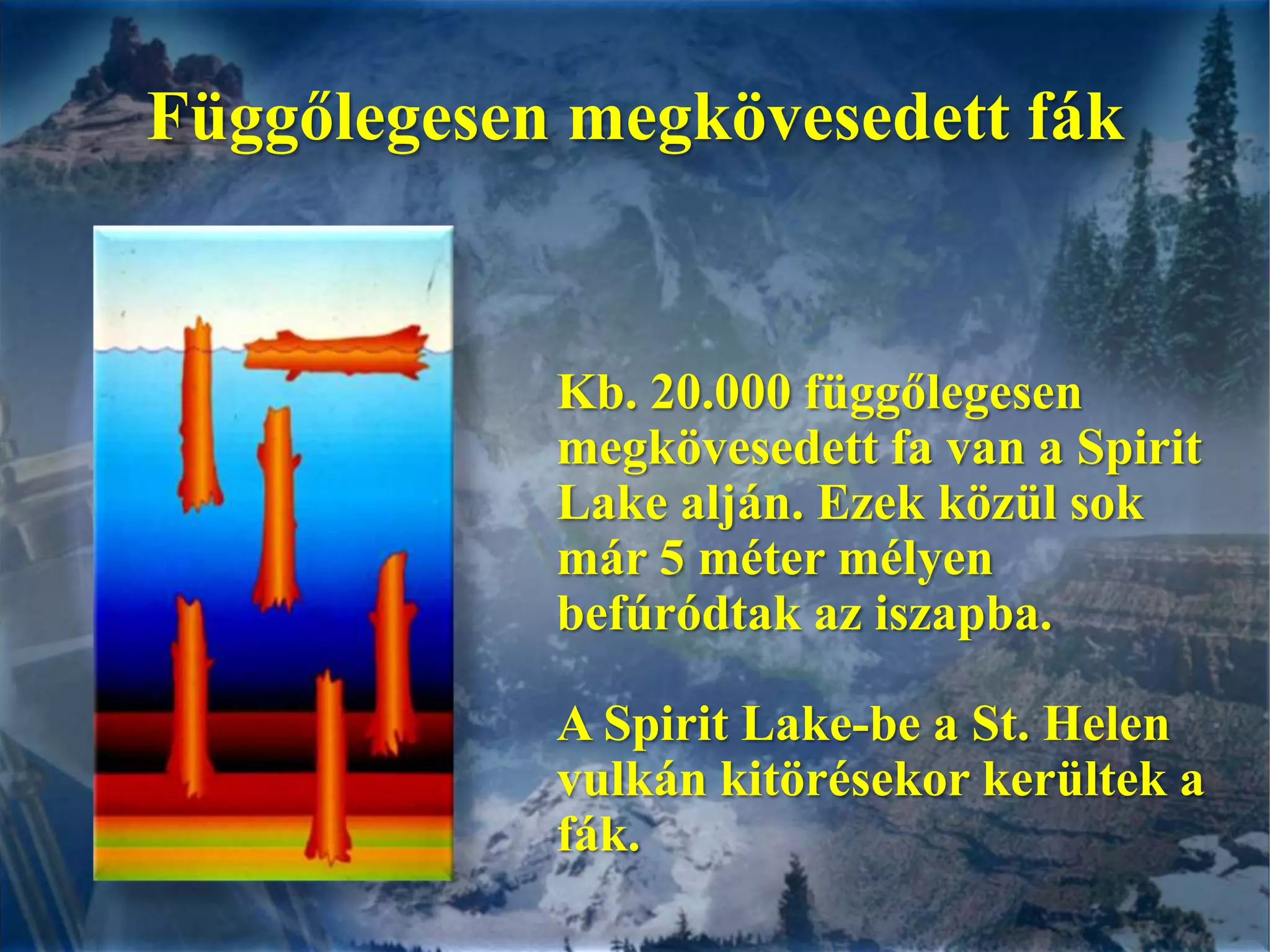 Függőlegesen megkövesedett fákKb. 20.000 függőlegesen megkövesedett fa van a Spirit Lake alján. Ezek közül sok már 5 méter mélyen befúródtak az iszapba. A Spirit Lake-be a St. Helen vulkán kitörésekor kerültek a fák.