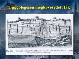 Függőlegesen megkövesedett fák