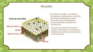 Mesófilo
• No interior da folha, o mesófilo, é
formado por parênquima, um tecido
de células semelhantes e muito
permeáveis que normalmente
possuem grande quantidade de
cloroplastos.
• A função principal deste tecido é
realizar a fotossíntese e produzir as
substâncias nutritivas que permitem
a vida da planta.
 