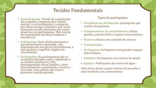 Tecidos Fundamentais
• Esclerênquima: Tecido de sustentação
dos vegetais, composto por células
mortas, o esclerênquima é composto
por diversos tipos celulares, por vezes
formando tecidos distintos, por vezes
dispersos no parênquima. Têm função
de sustentação mecânica lenhosa e
resistência.
• Colênquima: Suas células possuem a
parede primária espessada, cujo
espessamento em geral é desuniforme, e
que ajudam a suportar órgãos em
crescimento.
• Parênquima: Os parênquimas são os
tecidos localizados entre a epiderme e
os tecidos condutores. Eles
desempenham várias funções, como
preenchimento, assimilação, reserva e
secreção. Suas células são vivas e
possuem vacúolo grande.
Tipos de parênquima:
• Clorofiliano ou clorênquima: parênquima que
contém cloroplastos;
• Fundamental ou de preenchimento: células
grandes, paredes finas e espaços intercelulares;
• Reserva: células com conteúdo de reserva;
• Transportador;
• Aerênquima: Parênquima com grandes espaços
intercelulares
• Amilífero: Parênquima com reserva de amido
• Aquífero: Parênquima de reserva de água.·.
Além disso, forma a parte interior do mesofilo e
está envolvido com a fotossíntese.
 