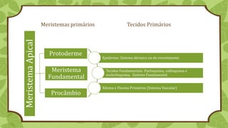 Meristemas primários Tecidos Primários
MeristemaApical
Protoderme
Meristema
Fundamental
Procâmbio
Epiderme: Sistema dérmico ou de revestimento
Tecidos Fundamentais: Parênquima, colênquima e
esclerênquima. Sistema Fundamental
Xilema e Floema Primários (Sistema Vascular)
 
