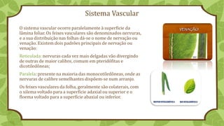 Sistema Vascular
O sistema vascular ocorre paralelamente à superfície da
lâmina foliar. Os feixes vasculares são denominados nervuras,
e a sua distribuição nas folhas dá-se o nome de nervação ou
venação. Existem dois padrões principais de nervação ou
venação:
Reticulada: nervuras cada vez mais delgadas vão divergindo
de outras de maior calibre, comum em pteridófitas e
dicotiledôneas;
Paralela: presente na maioria das monocotiledôneas, onde as
nervuras de calibre semelhantes dispõem-se num arranjo.
Os feixes vasculares da folha, geralmente são colaterais, com
o xilema voltado para a superfície adaxial ou superior e o
floema voltado para a superfície abaxial ou inferior.
 