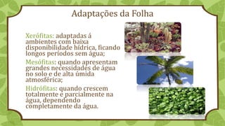 Adaptações da Folha
Xerófitas: adaptadas á
ambientes com baixa
disponibilidade hídrica, ficando
longos períodos sem água;
Mesófitas: quando apresentam
grandes necessidades de água
no solo e de alta úmida
atmosférica;
Hidrófitas: quando crescem
totalmente e parcialmente na
água, dependendo
completamente da água.
 