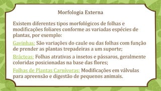 Existem diferentes tipos morfológicos de folhas e
modificações foliares conforme as variadas espécies de
plantas, por exemplo:
Gavinhas: São variações do caule ou das folhas com função
de prender as plantas trepadeiras a um suporte;
Brácteas: Folhas atrativas a insetos e pássaros, geralmente
coloridas posicionadas na base das flores;
Folhas de Plantas Carnívoras: Modificações em válvulas
para apreensão e digestão de pequenos animais.
Morfologia Externa
 