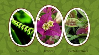 Gavinhas Brácteas Planta Carnívora
 