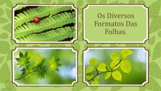 Os Diversos
Formatos Das
Folhas.
 