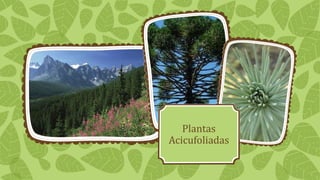 Plantas
Acicufoliadas
 