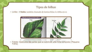 Tipos de folhas
• Limbo : O limbo, também chamado de lamina foliar, é a folha em si;
• Folíolo: Cada uma das partes que se subdivide uma folha composta ( Pequena
Folha).
 
