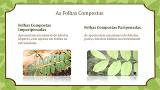 As Folhas Compostas
Folhas Compostas
Imparipenadas
Apresentam um número de folíolos
ímpares, com apenas um folíolo na
extremidade.
Folhas Compostas Paripenadas
As apresentam um número de folíolos
pares, com dois folíolos na extremidade
 