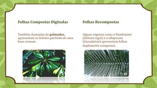 Folhas Compostas Digitadas
Também chamadas de palmadas,
apresentam os folíolos partindo de uma
base comum.
Folhas Recompostas
Alguns vegetais como o flamboyant
(Delonix regia) e a sibipiruna
(Caesalpinia) apresentam folhas
duplamente compostas.
 