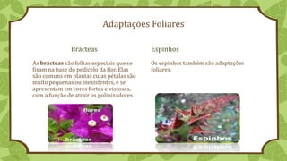 Adaptações Foliares
Brácteas
As brácteas são folhas especiais que se
fixam na base do pedicelo da flor. Elas
são comuns em plantas cujas pétalas são
muito pequenas ou inexistentes, e se
apresentam em cores fortes e vistosas,
com a função de atrair os polinizadores.
Espinhos
Os espinhos também são adaptações
foliares.
 