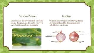 Gavinhas Foliares
Encontradas nas ervilhas têm a mesma
função das gavinhas do caule, e servem
para fixação em algum substrato.
Catafilos
Os catafilos protegem o broto vegetativo
dessas plantas, além de acumularem
substâncias nutritivas.
 