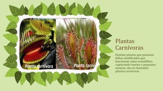 Plantas
Carnívoras
Existem plantas que possuem
folhas modificadas que
funcionam como armadilhas,
capturando insetos e pequenos
animais, são as chamadas
plantas carnívoras
 