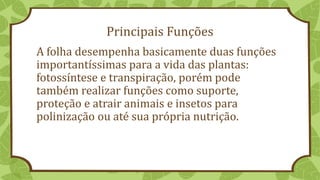 Principais Funções
A folha desempenha basicamente duas funções
importantíssimas para a vida das plantas:
fotossíntese e transpiração, porém pode
também realizar funções como suporte,
proteção e atrair animais e insetos para
polinização ou até sua própria nutrição.
 