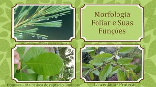 Morfologia
Foliar e Suas
Funções
Acicufoliar – Baixa perda de água
Obovada – Maior área de captação luminosa Lanceolada - Proteção
 