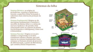 Sistemas da folha
Sistema Dérmico: se origina na
protoderme, constitui a epiderme e
reveste a superfície foliar formando a
cobertura mais externa de proteção da
planta.
Sistema Fundamental: Origina-se do
meristema fundamental e constitui o
mesófilo da lâmina foliar e o córtex da
nervura mediana e do pecíolo. Está
relacionado tanto ao suporte da planta
(esclerênquima e colênquima), como com
a fotossíntese
Sistema Vascular: Origina-se no pro-
câmbio e compreende os tecidos
condutores xilema e floema, que está
emerso no sistema fundamental. Esses
sistemas se formam através de processo
de diferenciação, a partir do Meristema,
que contém células totipotentes.
 